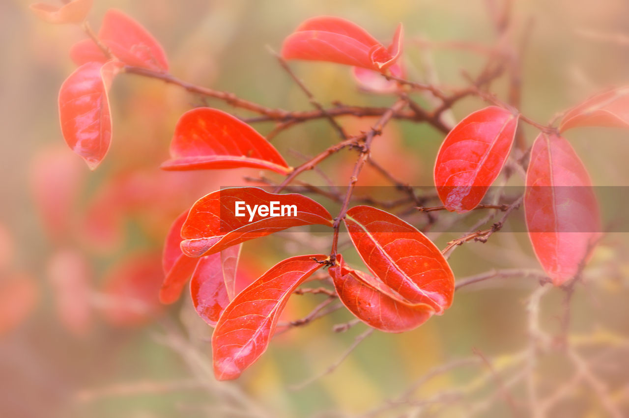 CLOSE-UP OF RED PLANT