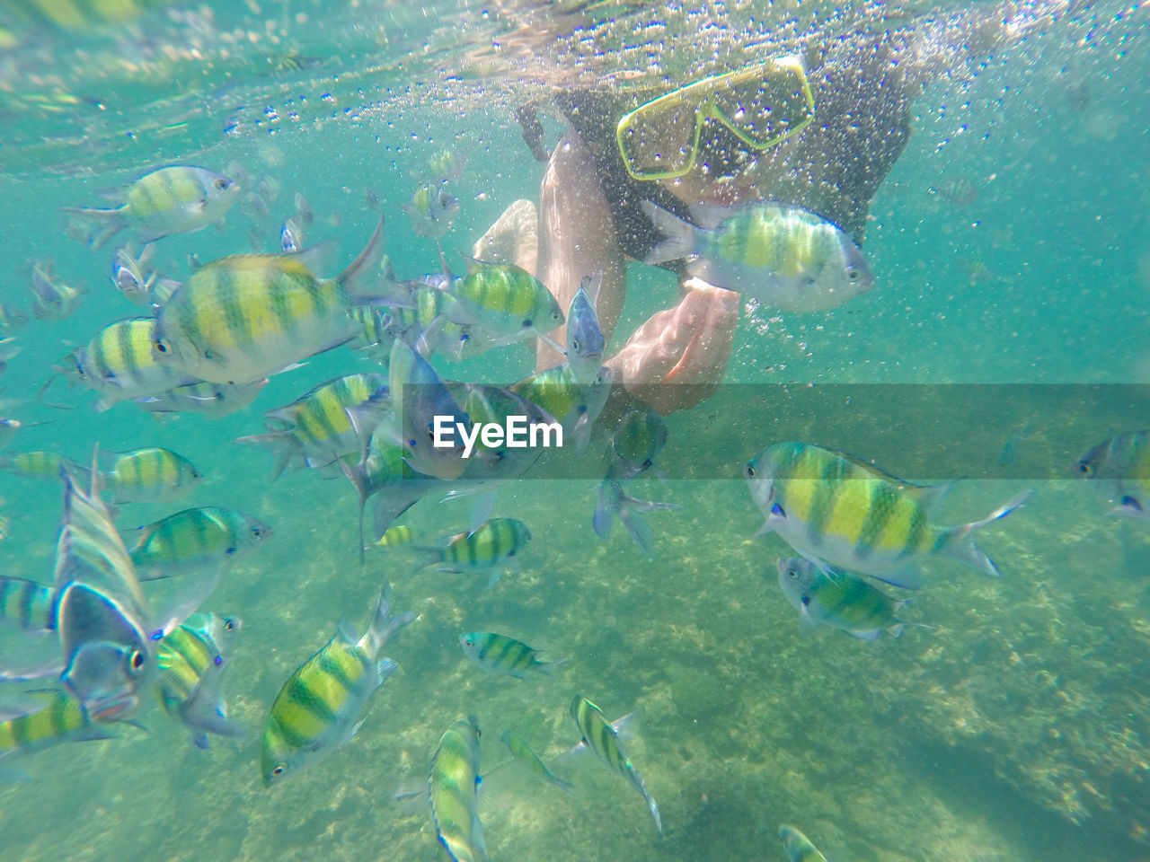 Woman by school of fish swimming in sea