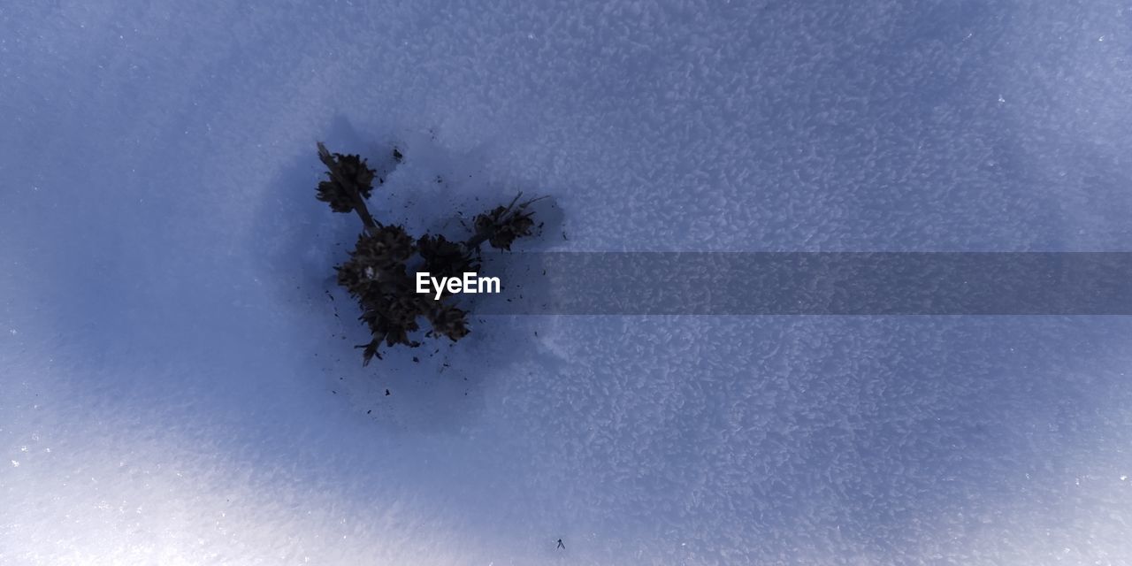 HIGH ANGLE VIEW OF TREES AGAINST BLUE SKY