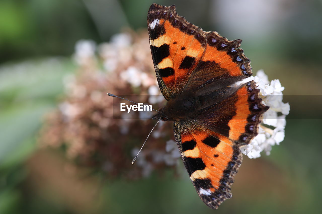 Close-up of butterfly pollinating flower