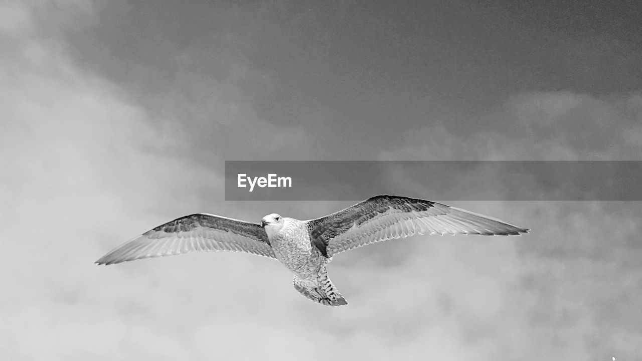 Low angle view of bird flying against sky