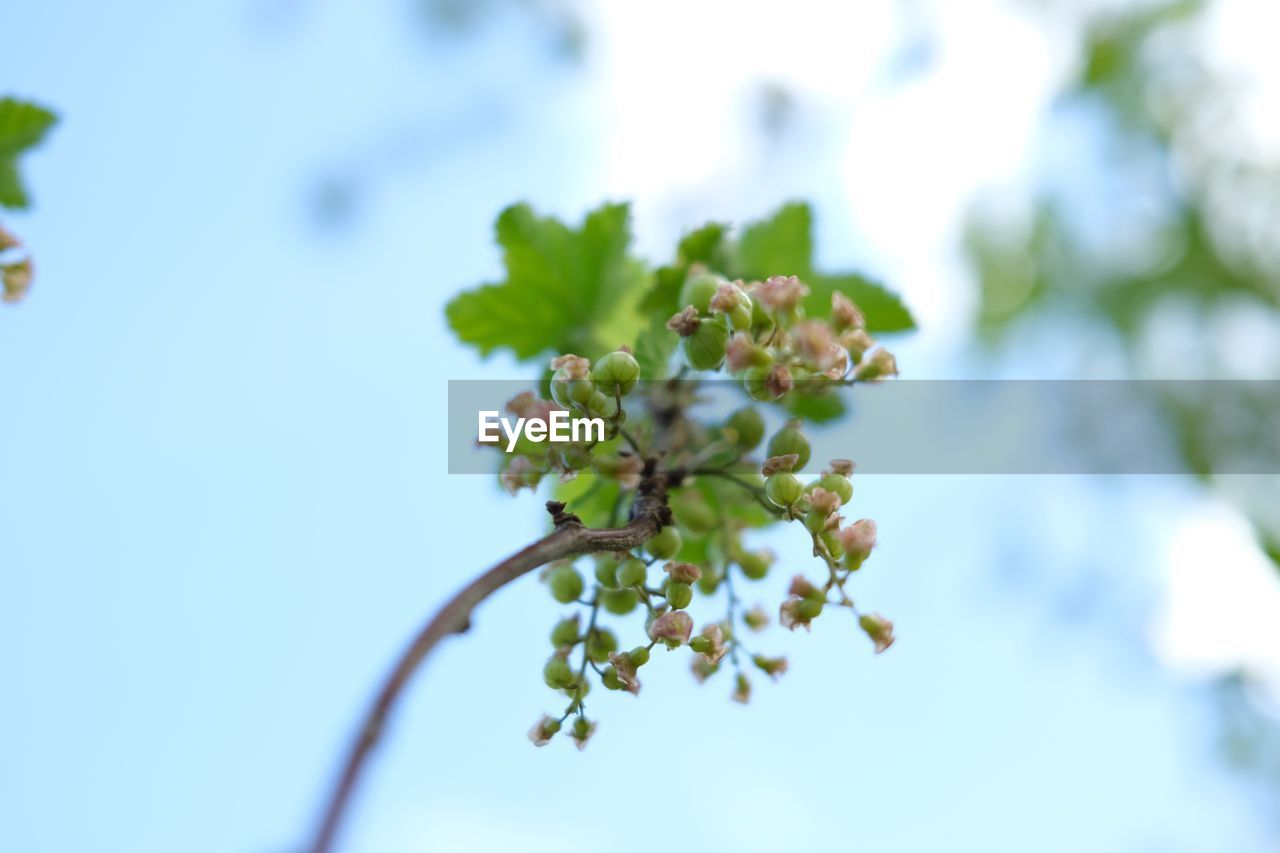 Low angle view of flowering plant