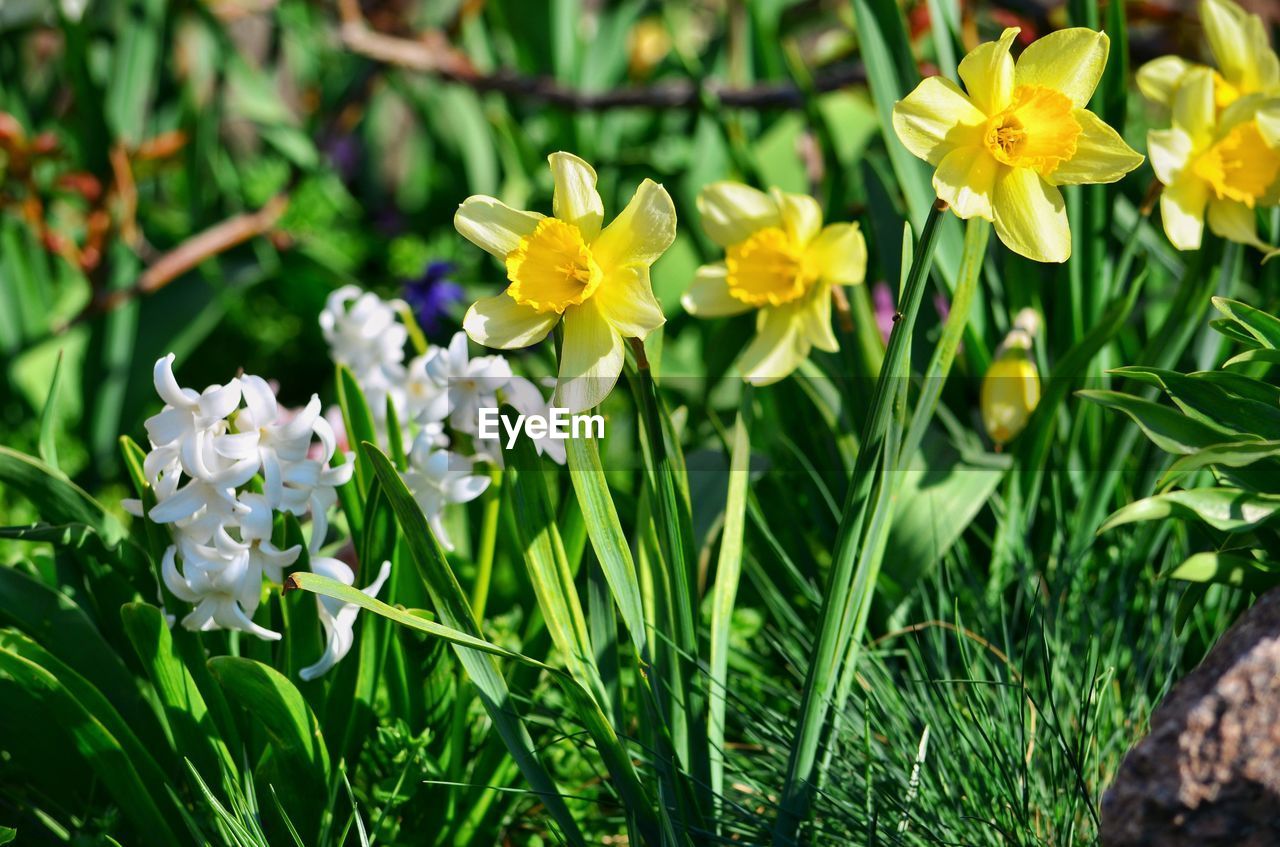 Close-up of flowers blooming outdoors