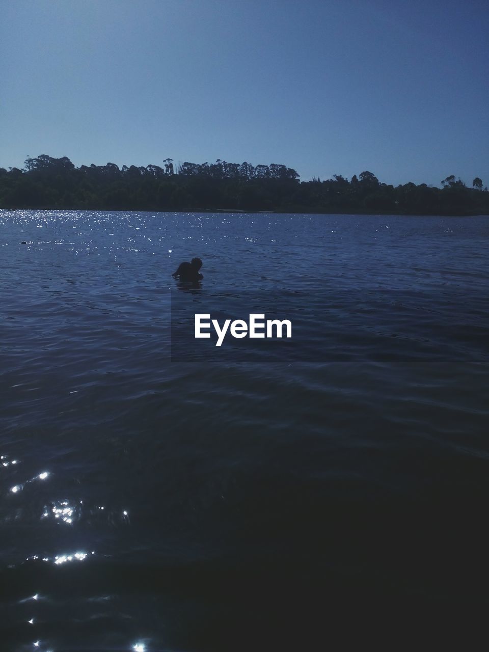 DUCKS SWIMMING IN LAKE