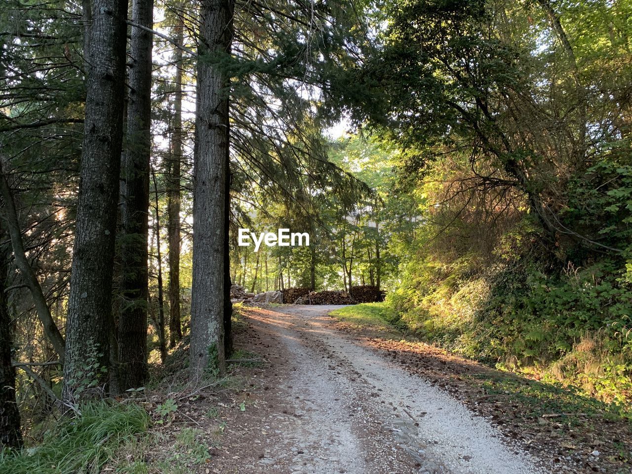 Road amidst trees in forest