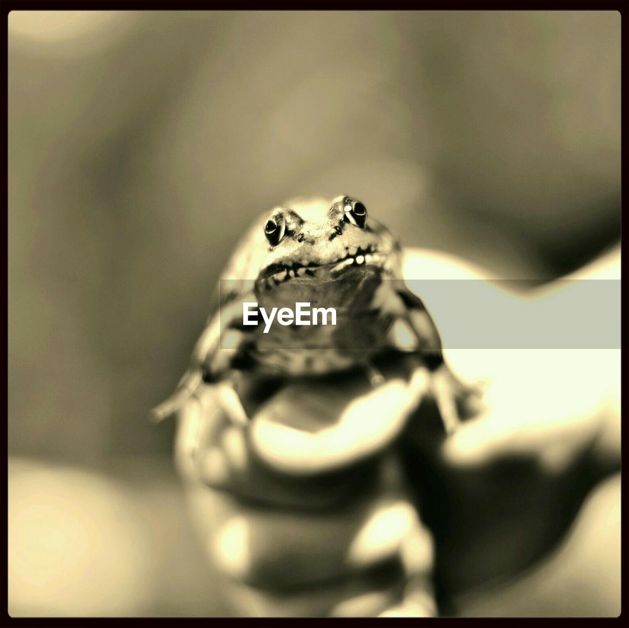 Cropped image of hand holding frog