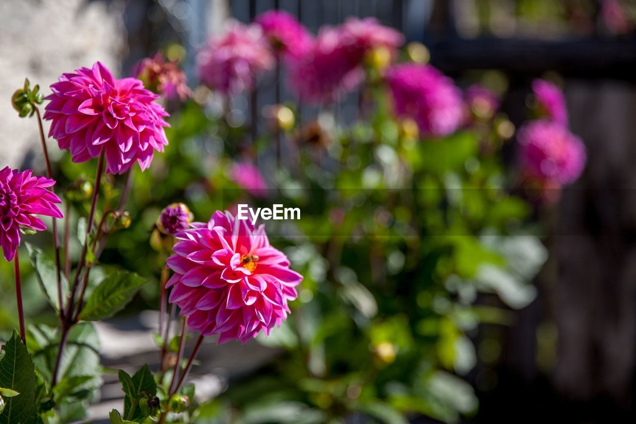 Close-up of pink flowering plants in park