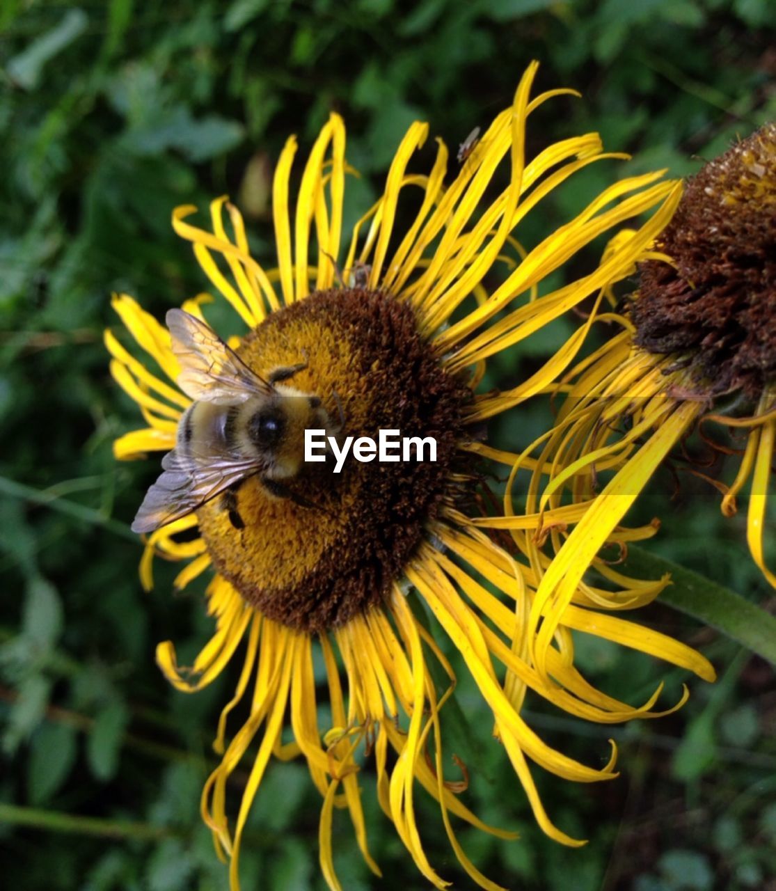 Close-up of bee on sunflower blooming outdoors