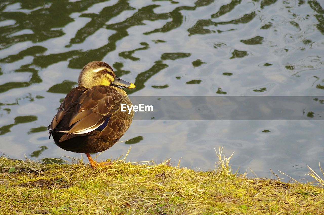 BIRD SWIMMING IN LAKE