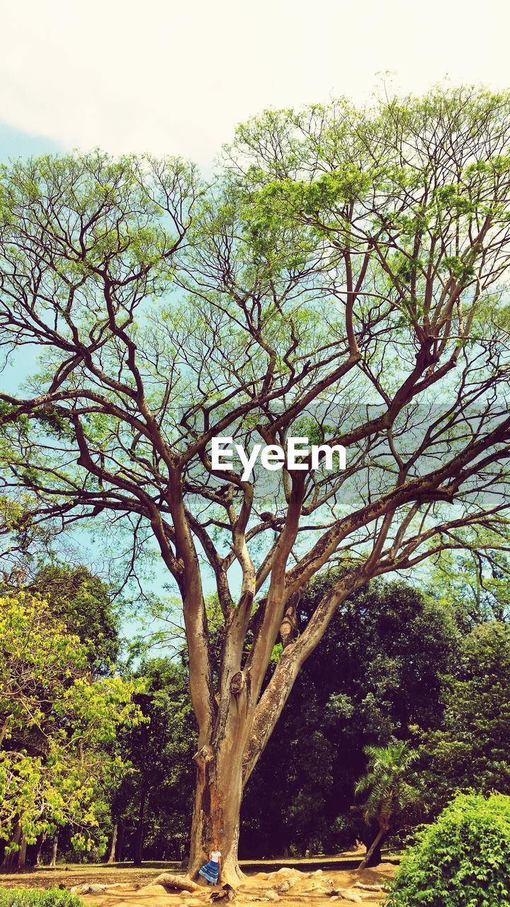 LOW ANGLE VIEW OF TREES AGAINST SKY