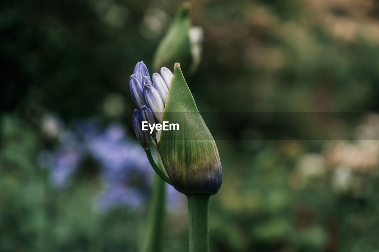 CLOSE-UP OF PURPLE LOTUS BUD