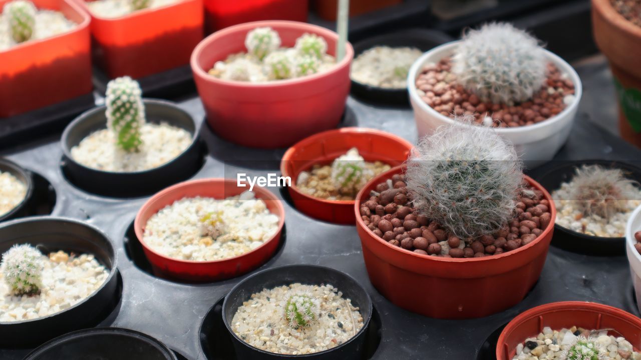 High angle view of succulent plants at nursery