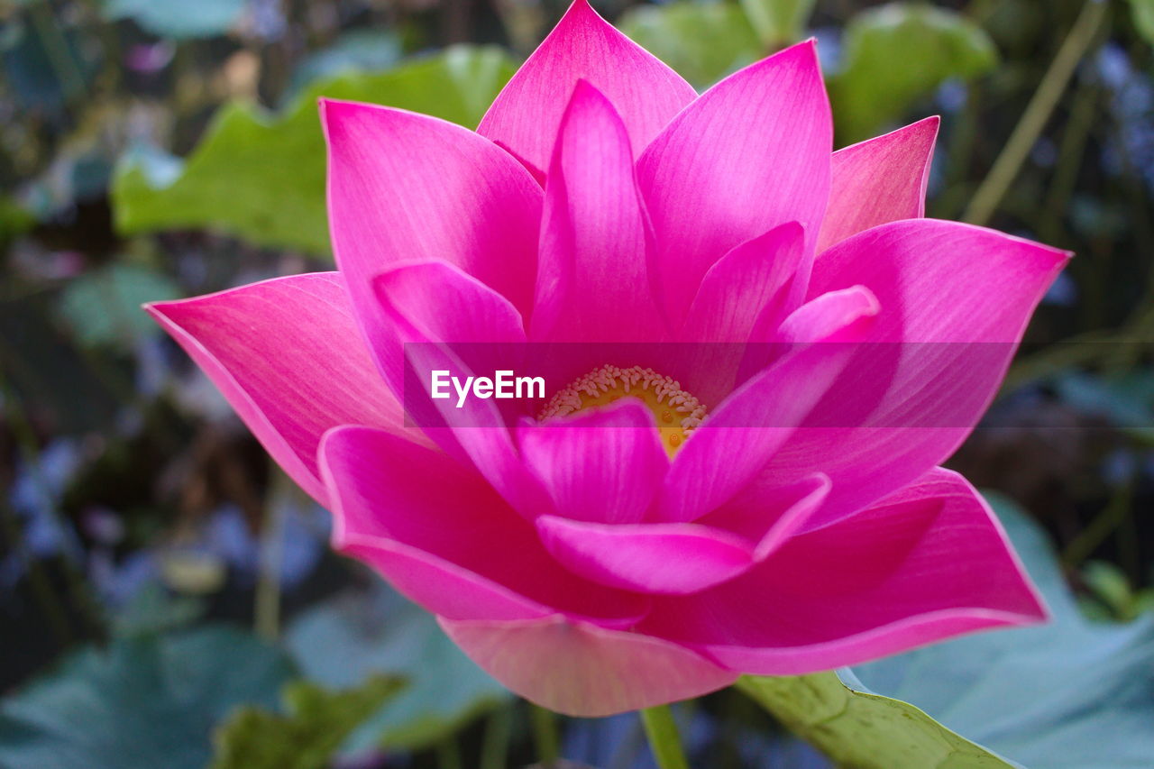 CLOSE-UP OF PINK LOTUS FLOWER