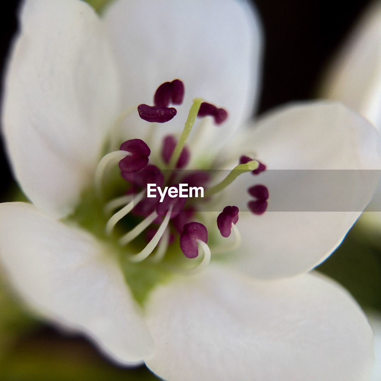 CLOSE-UP OF WHITE FLOWERS BLOOMING OUTDOORS