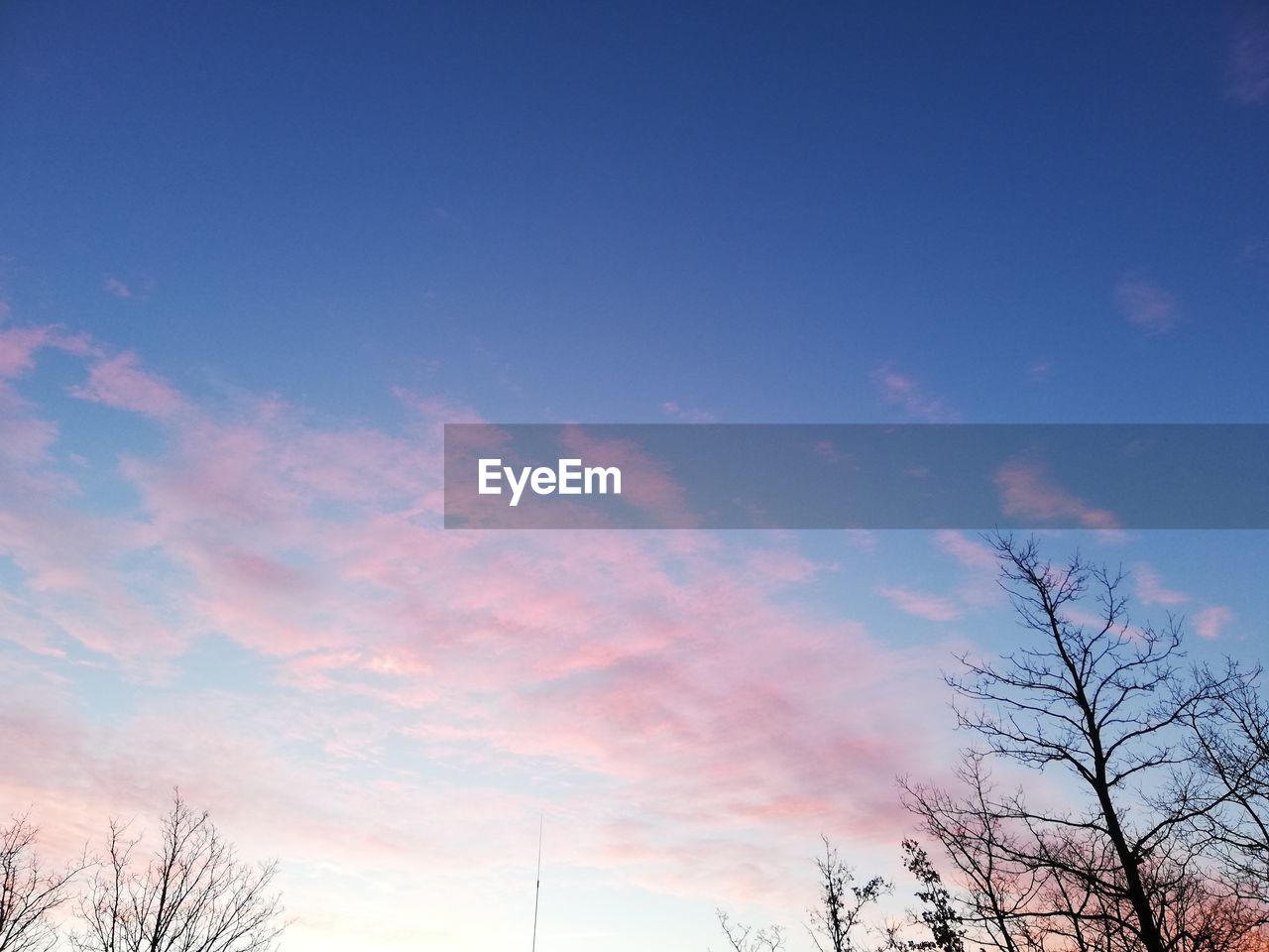 LOW ANGLE VIEW OF TREES AGAINST ROMANTIC SKY