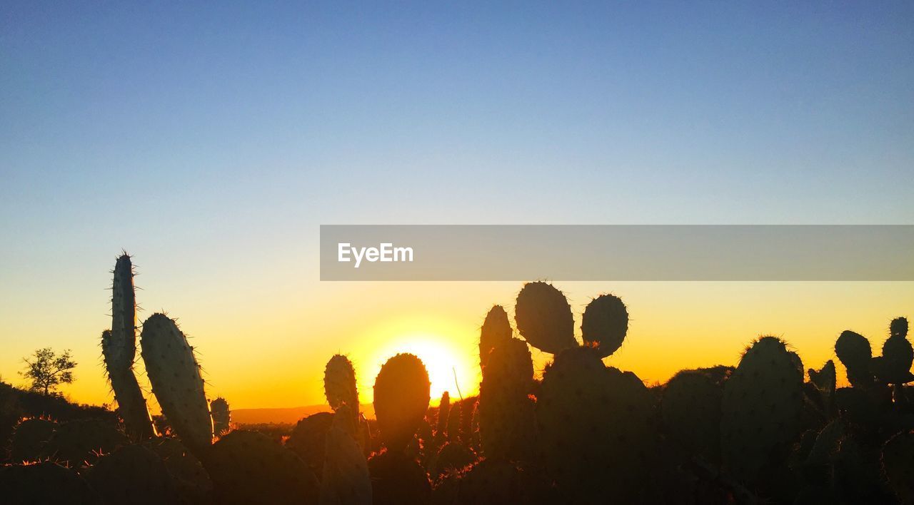 SILHOUETTE OF CACTUS DURING SUNSET