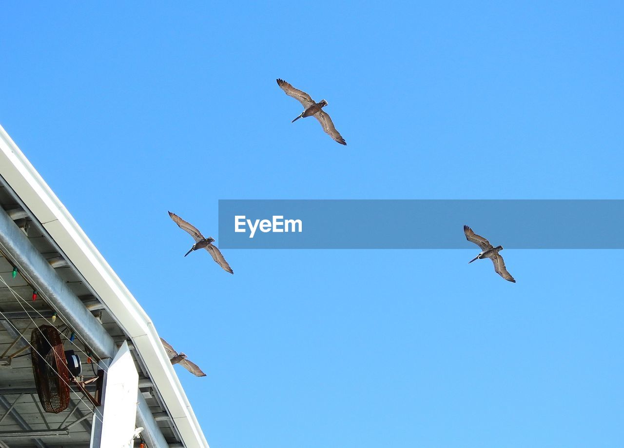 Low angle view of seagulls flying in sky