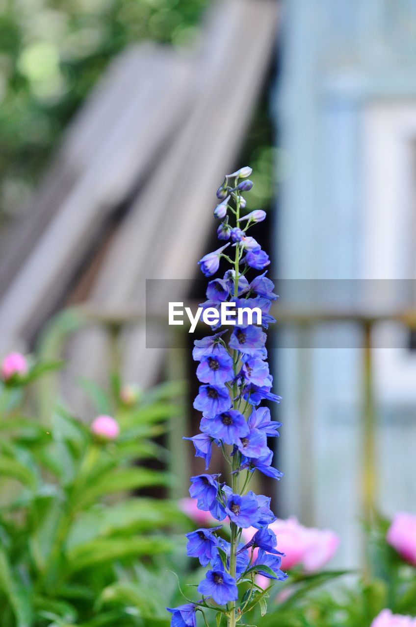 Close-up of purple flowering plant