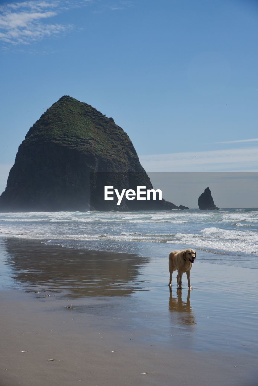 Dog on beach against sky