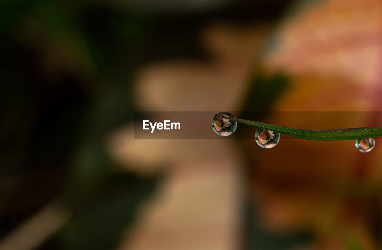 CLOSE-UP OF RAINDROPS ON LEAF