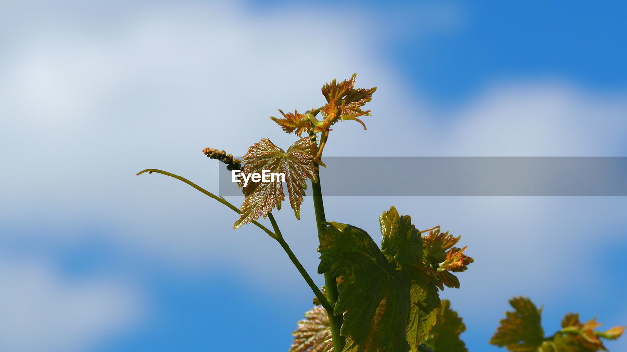 Low angle view of plant against sky