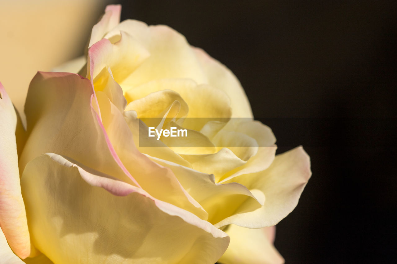 CLOSE-UP OF ROSE OVER BLACK BACKGROUND