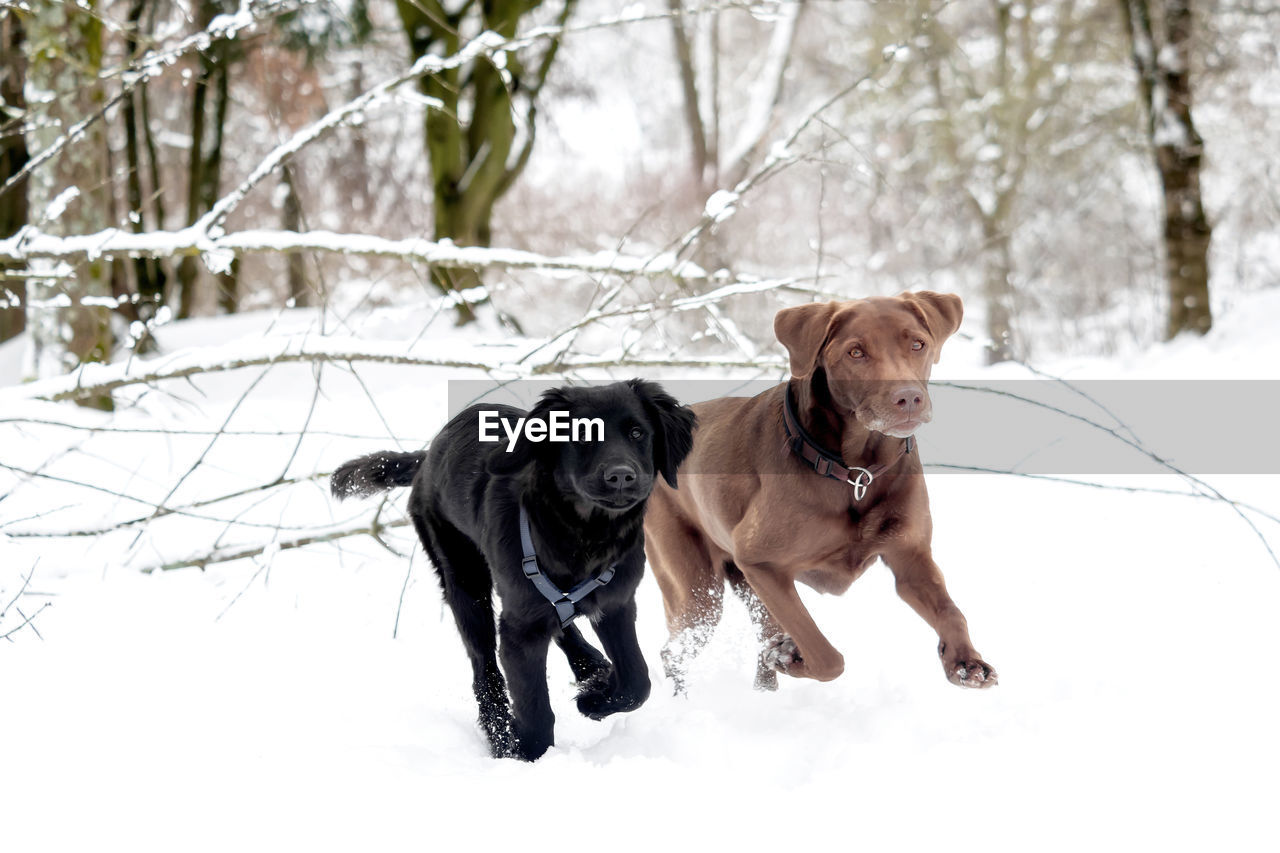 DOG IN SNOW ON FIELD