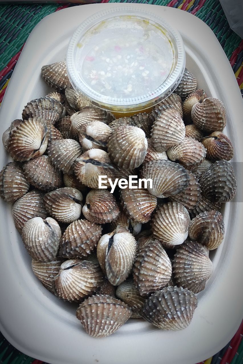 HIGH ANGLE VIEW OF SHELLS IN BOWL