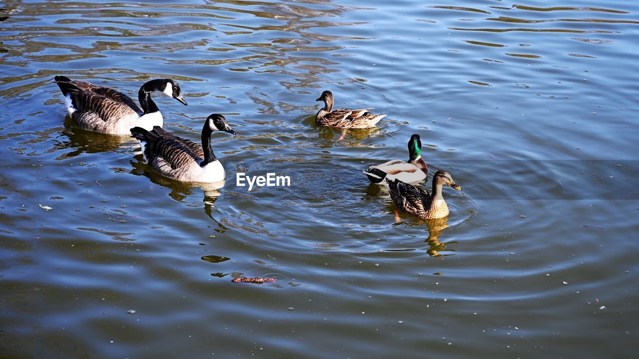 DUCKS SWIMMING IN LAKE