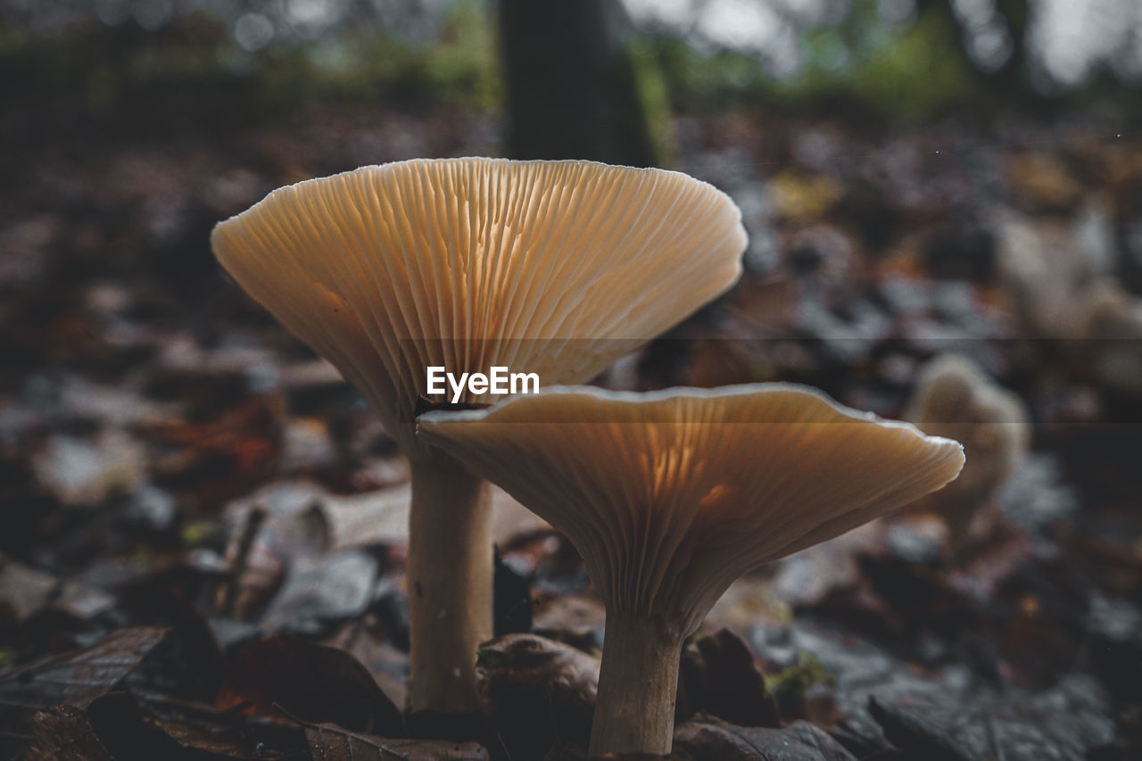 CLOSE-UP OF MUSHROOM GROWING IN FIELD