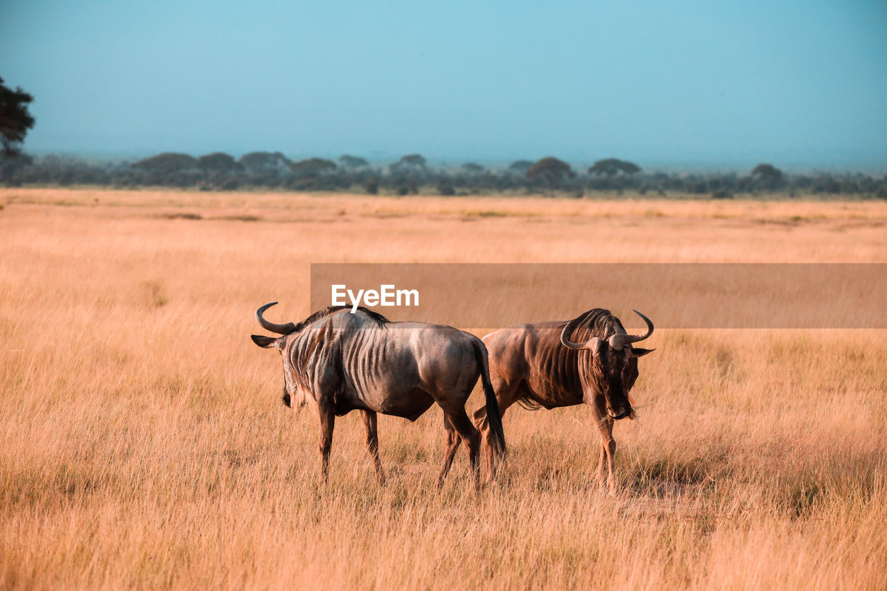 Wildebeest, gnu in amboseli national park, kenya, africa 