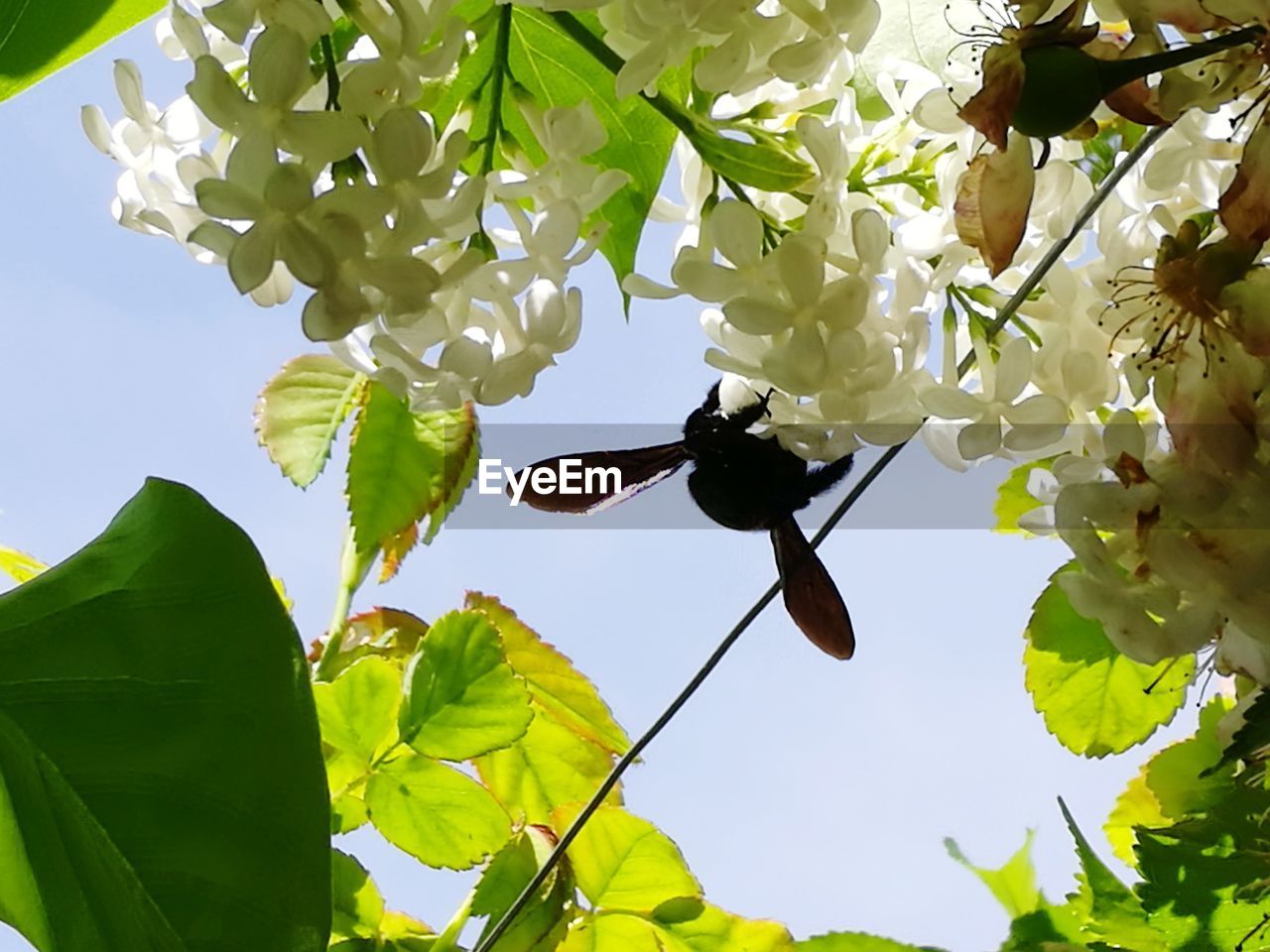 LOW ANGLE VIEW OF INSECT ON FLOWER TREE