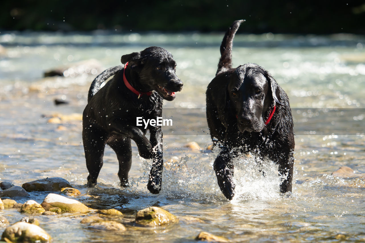 DOG RUNNING IN A WATER