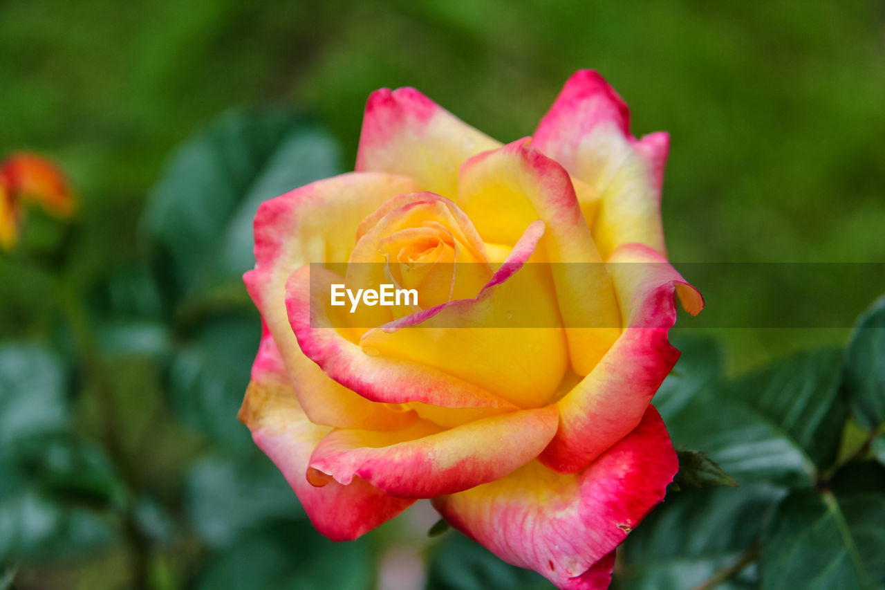 flower, flowering plant, plant, beauty in nature, rose, petal, freshness, inflorescence, flower head, garden roses, close-up, fragility, nature, pink, yellow, leaf, plant part, multi colored, rose - flower, no people, growth, macro photography, outdoors, focus on foreground, springtime, vibrant color, rose wine
