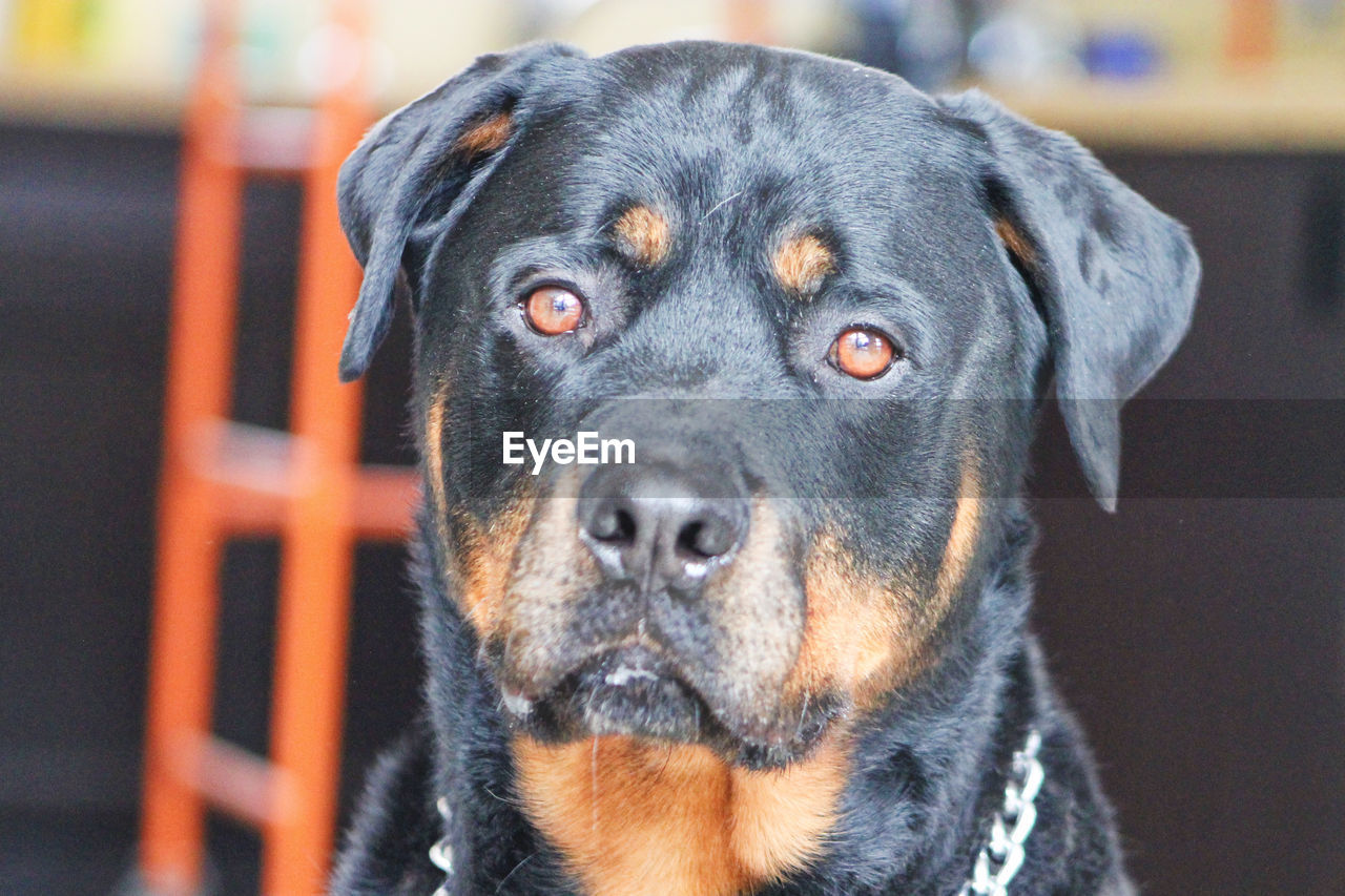 Beautiful Chuck ! Saguenay, Québec, Canada Animal Themes Black Color Close-up Day Dog Domestic Animals Looking At Camera Mammal No People One Animal Outdoors Pets Portrait Rottweiler