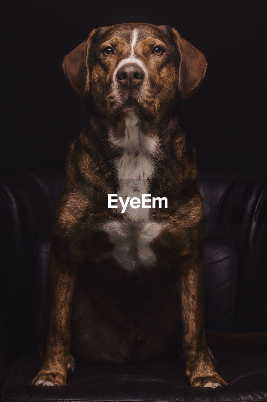 Portrait of dog sitting on chair against black background