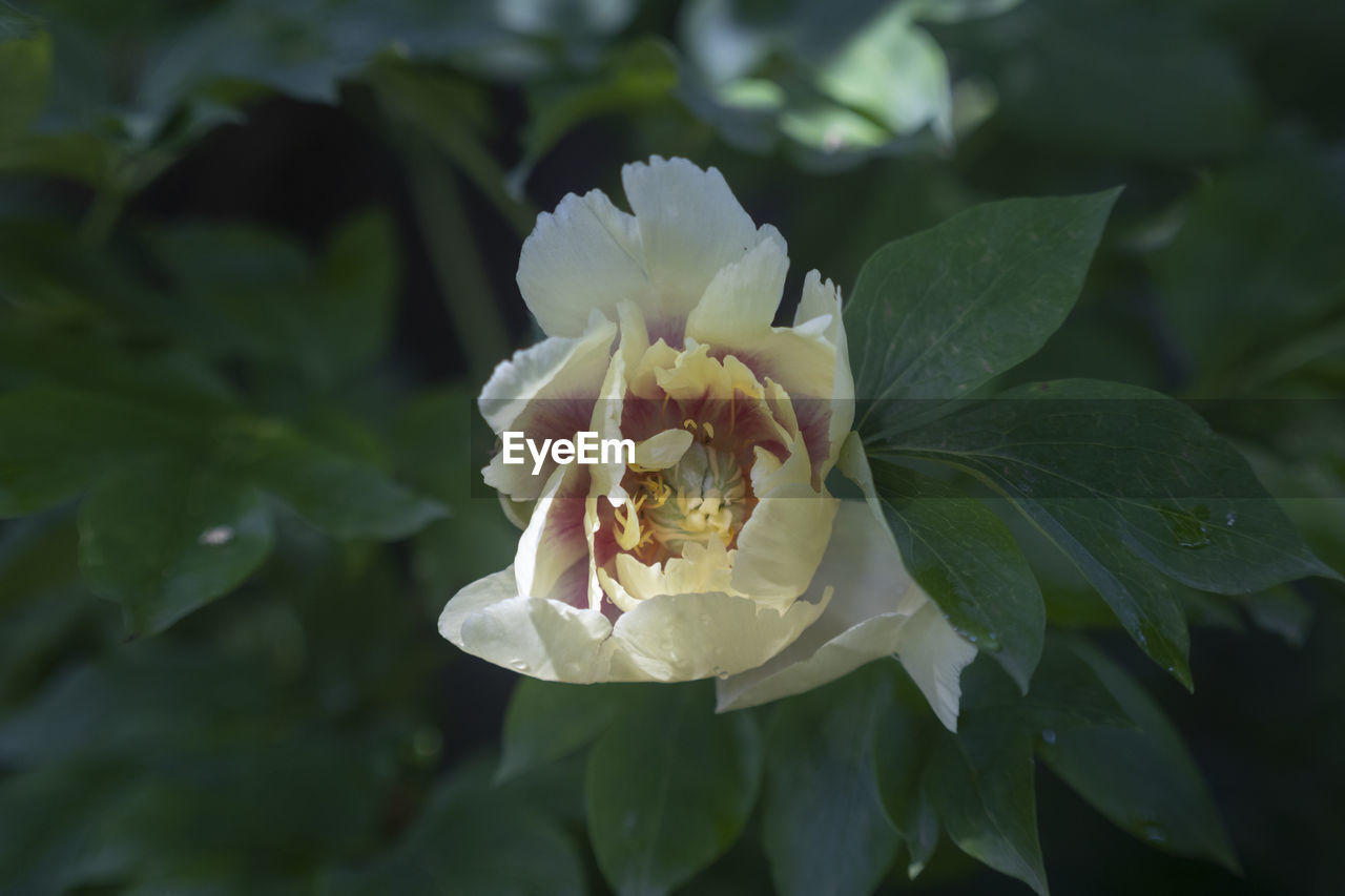 CLOSE-UP OF ROSE FLOWER