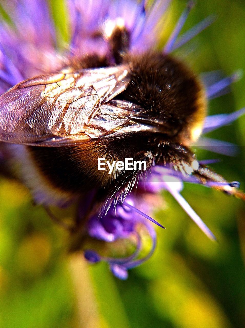 Close-up of bee pollinating on flower