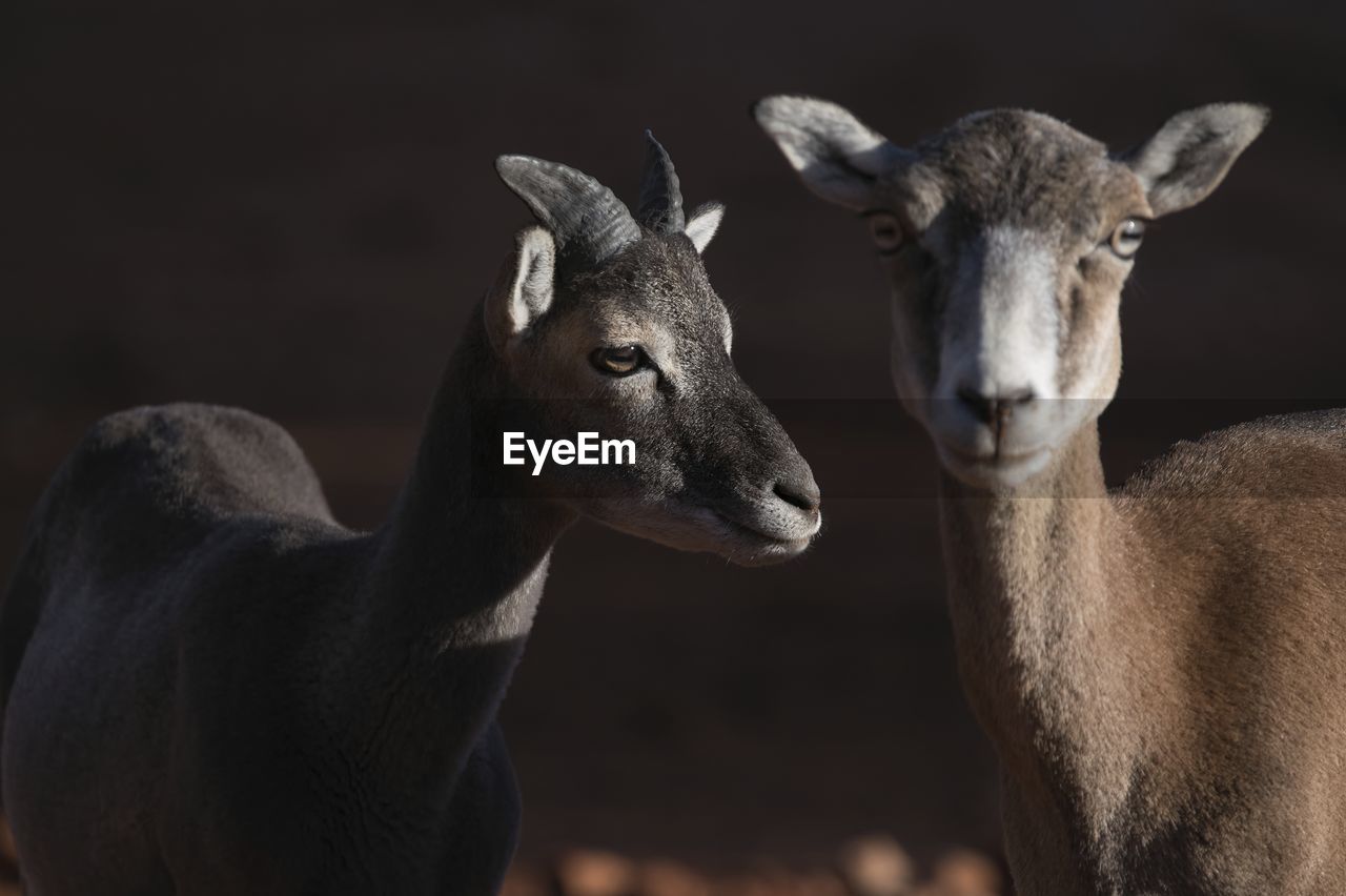 Side view of wild female mouflon sheep standing in natural habitat on sunny day and looking away