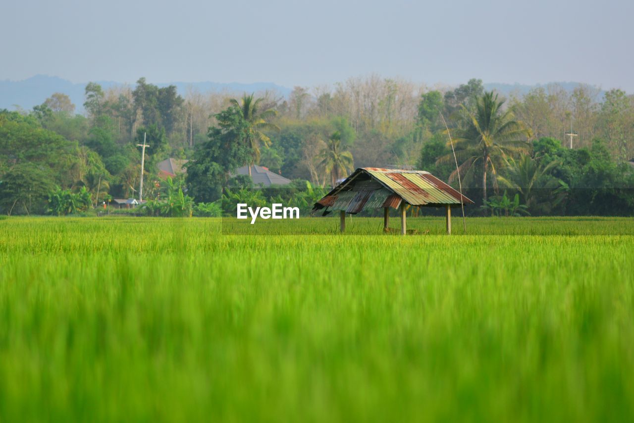 SCENIC VIEW OF AGRICULTURAL FIELD