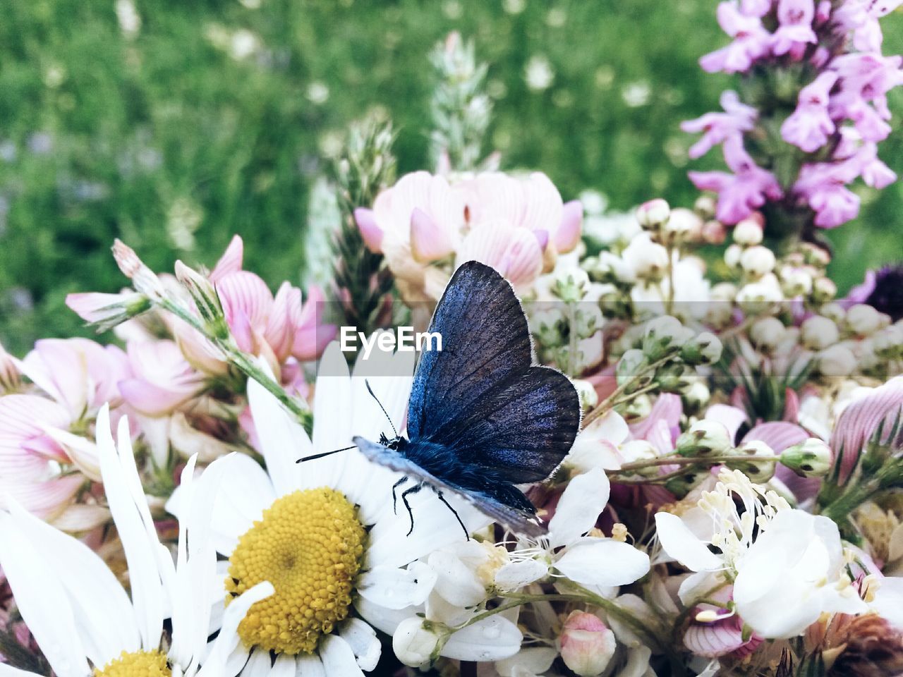 CLOSE-UP OF BUTTERFLY POLLINATING ON FLOWER