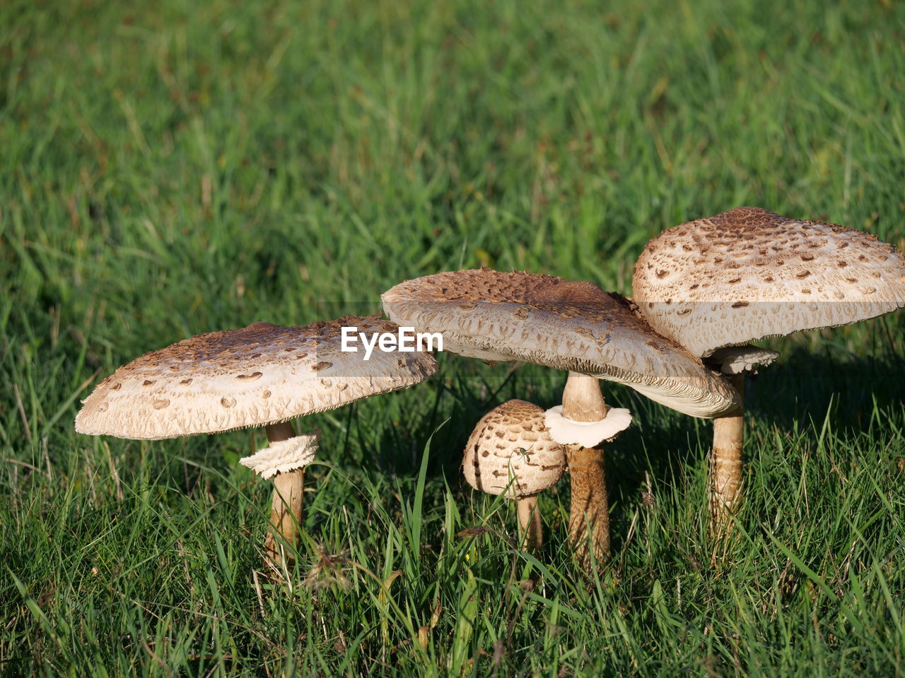 fungus, mushroom, plant, vegetable, grass, food, growth, land, nature, toadstool, no people, edible mushroom, penny bun, field, close-up, food and drink, green, beauty in nature, day, bolete, agaricaceae, outdoors, agaricus, freshness, focus on foreground, forest