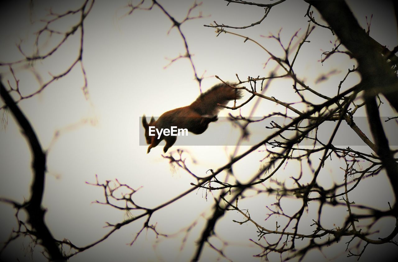 Low angle view of squirrel jumping over bare tree