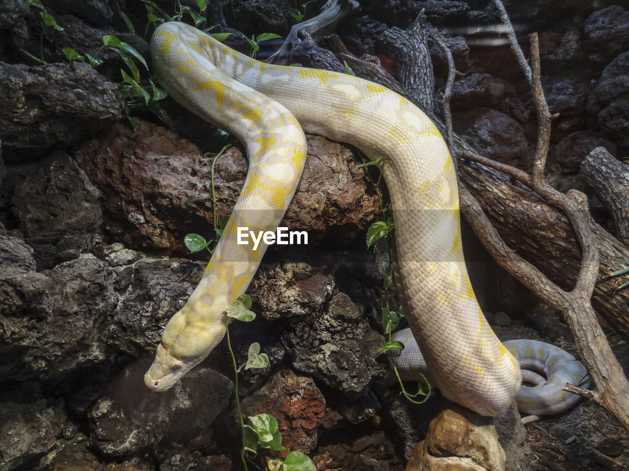 High angle view of snake on rock