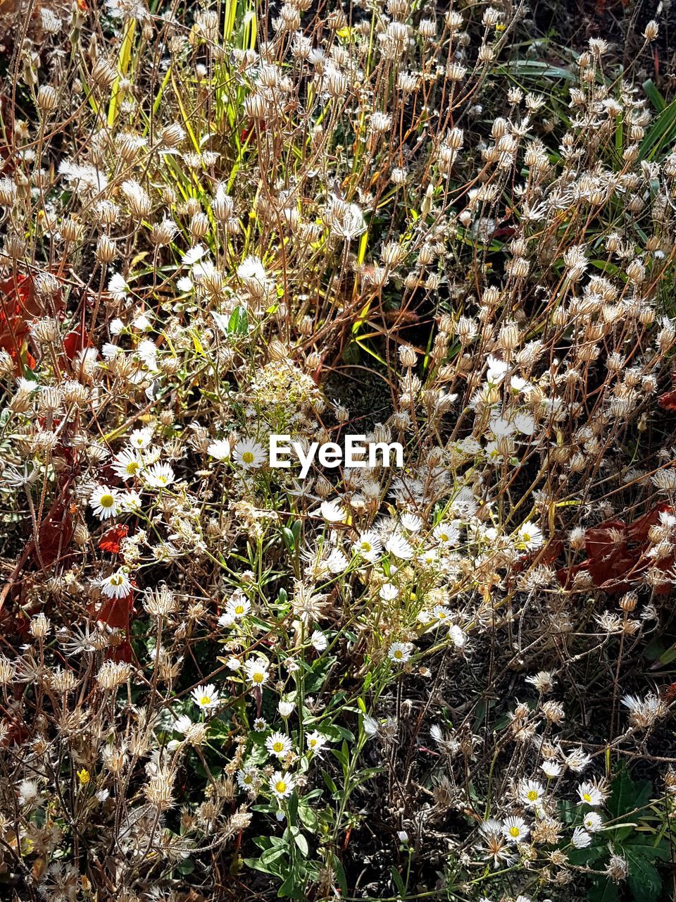 CLOSE-UP OF PLANTS ON FIELD