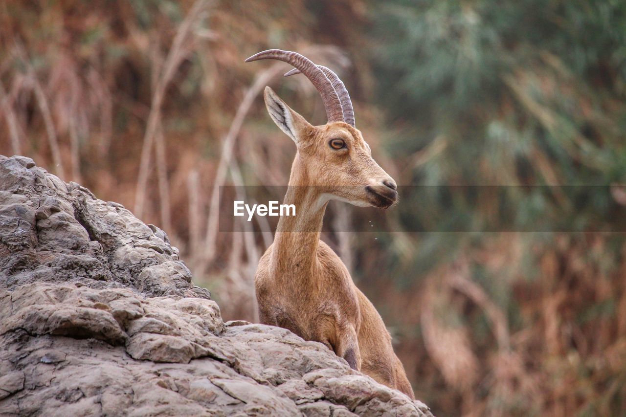 Close-up of deer on rock