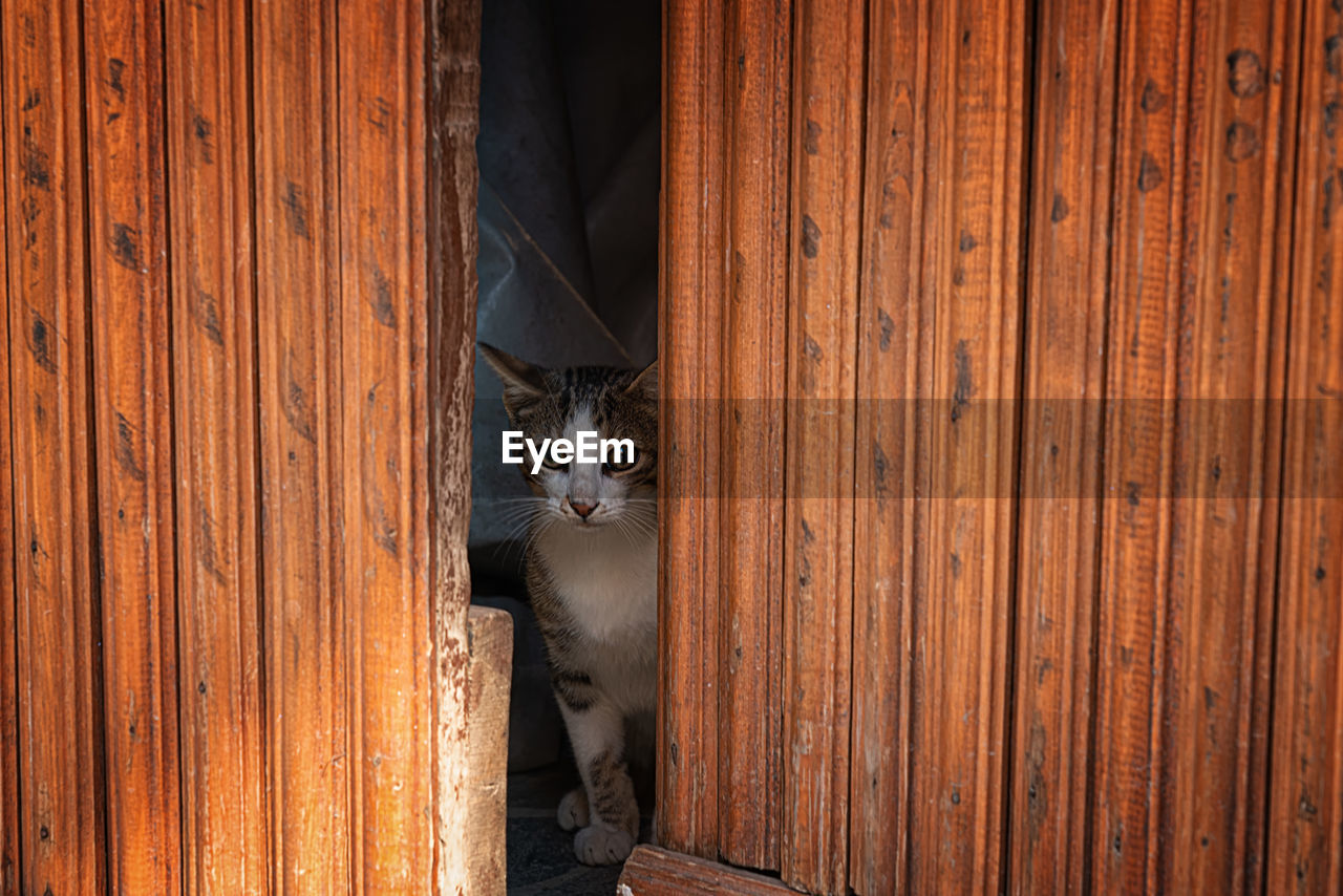 Portrait of cat on wooden door