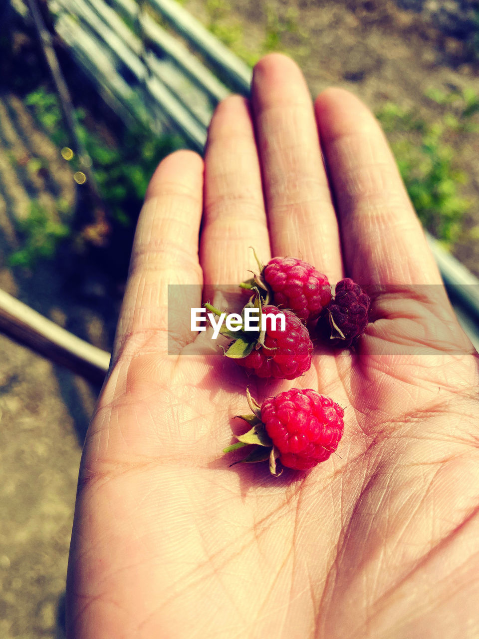 CLOSE-UP OF HAND HOLDING FRUIT