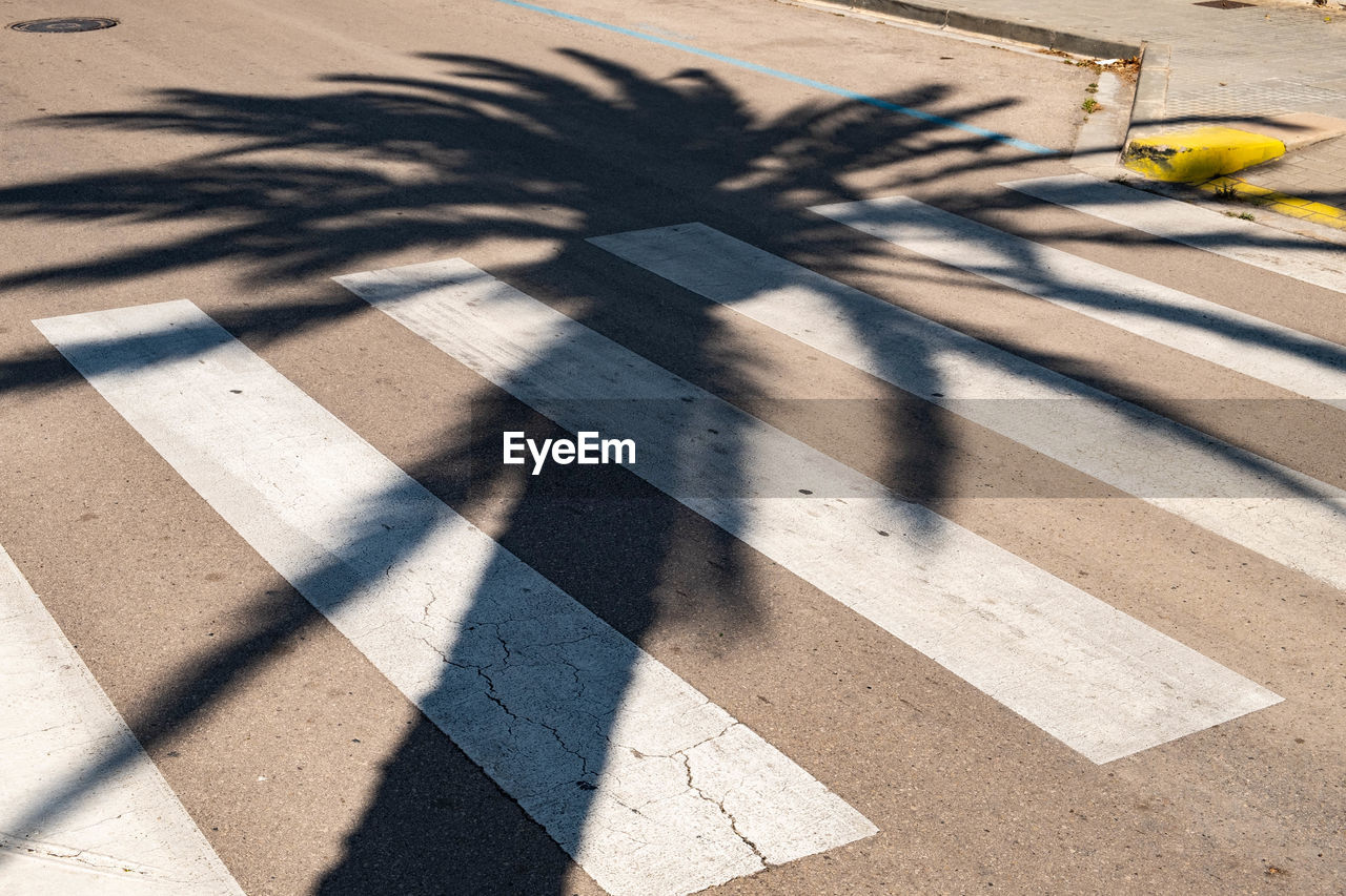 Shadow of palm tree on street