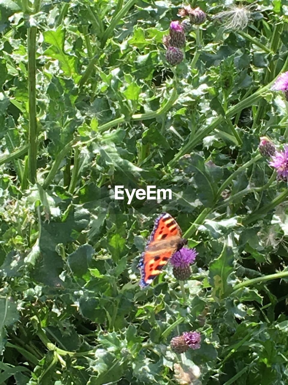 CLOSE-UP OF BUTTERFLY ON FLOWERS